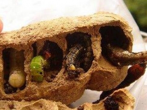 �����ӵĹ�Ч������ �����ӵĸ�������