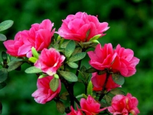 СҶžĹЧ СҶžٴӦ