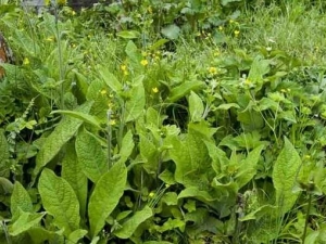 ��ɽ���ڶ��Ĺ�Ч������