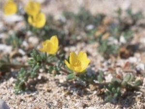 ɽ��ѩ��֥�Ĺ�Ч������