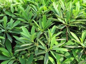 СҶɣ���Ĺ�Ч������ СҶɣ���ĸ���