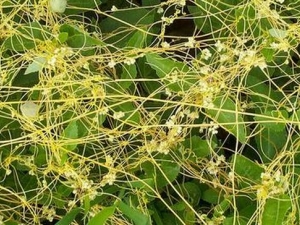 �ļ�������ʲôʳ��� �ļ�������ʲô��ҩ��