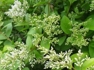 С�׻��յĹ�Ч������ ������ʪ����