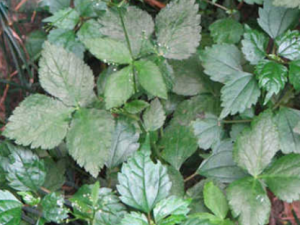 ��Ҷ����_��Ҷ���۵Ĺ�Ч|��������