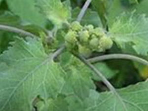 ����Ҷ_����Ҷ�Ĺ�Ч|�÷�����