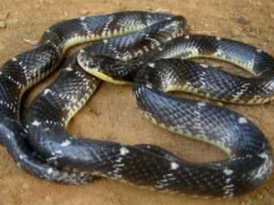 ������_�����ߵĹ�Ч|��������