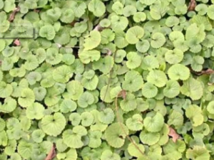 ��ǽ��_��ǽ��Ĺ�Ч|�÷�����