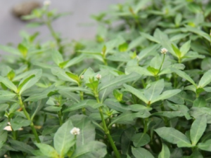 ������_�����ߵĹ�Ч|�÷�