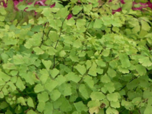 ��̳��_��̳���Ĺ�Ч|��������