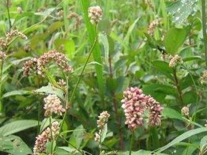 �󸾻�ü�ݵĹ�Ч������