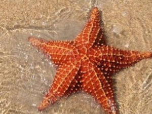 ��ߺ��ǵĹ�Ч������ ��ߺ��ǵĸ���