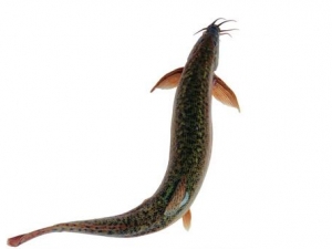 �����Ӫ����ֵ �����ʳ�÷���