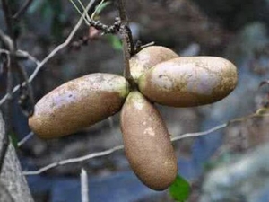 Ԥ֪�ӵ���� Ԥ֪�ӵ��������