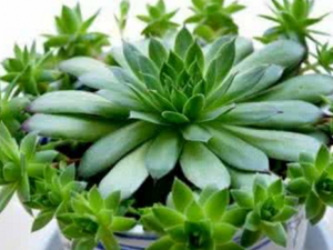 ������_�������Ĺ�Ч|�÷�