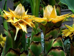 ��ӿ�����Ĺ�Ч������ ��ӿ������������