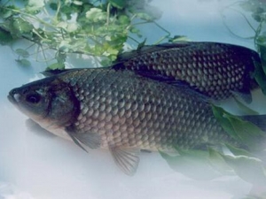 �����Ӫ����ֵ �����ʳ�÷���