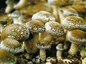 蜜环菌的功效与作用及禁忌