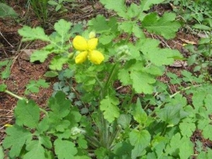 ��ػ����Ĺ�Ч������ ��ػ����ĸ���