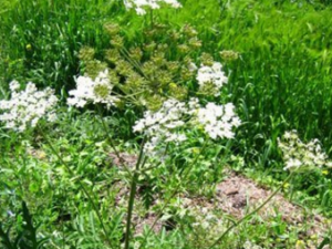 ��ҩ�ɿڶ�һ���� һ����������