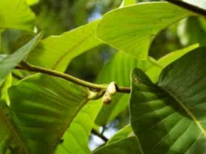 ���ľ_���ľ�Ĺ�Ч����|�÷�����