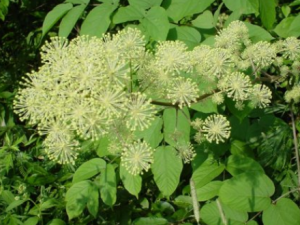 ����������_����������Ĺ�Ч|�÷�