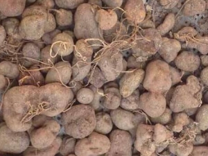 ������Ӧ������ ������Ӧ����Ч ������Ӧ����������