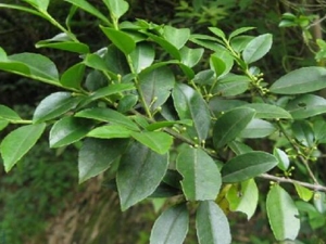 ë����Ҷ�Ĺ�Ч������ ë����Ҷ�ĸ���