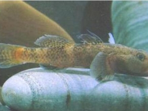 ���y�����Ӫ����ֵ ���y�����ʳ�÷���