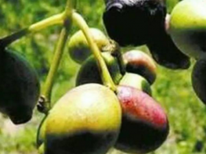 ������_�����޵Ĺ�Ч|�÷�