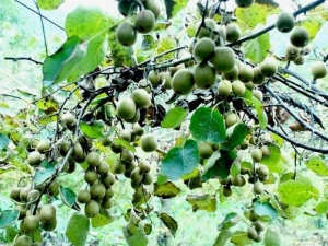 �¹��ٵĹ�Ч������ �¹����÷�����