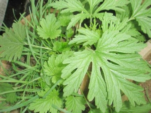 ��ĸ�ݵļ��𷽷� ��ĸ�ݵĸ�������