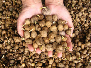 ��ҩ�İ��ĵĹ�Ч������