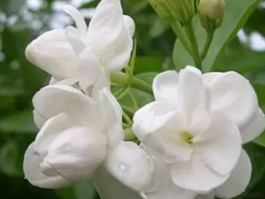 ��ҽ��ķ�������Щ ���ӻ����Ĥ������