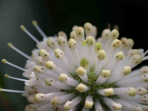 äĿ��ʹ����ҩ��Σ�� ��֪����