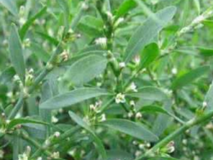 ���ҩ_���ҩ�Ĺ�Ч����|�÷�����