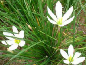 �η��_�η�ݵĹ�Ч|��������