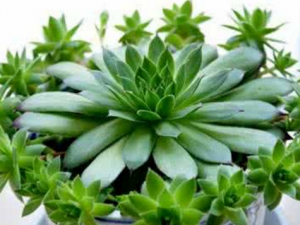 ������_�������Ĺ�Ч����|�÷�