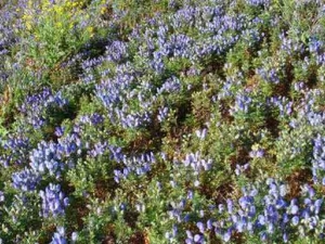 С�׳ŵĹ�Ч������ С�׳ŵĸ�����