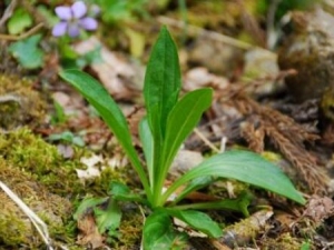 С¿��ݵĹ�Ч������ С¿��ݵ��÷�����