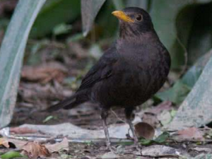 ���_���Ĺ�Ч|�÷�����