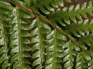 ���۴��ާ_���۴��ާ�Ĺ�Ч|�÷�����