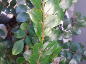 �ڹ�����_�ڹ������Ĺ�Ч|�÷�����