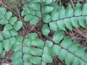 �ڹ�ާ_�ڹ�ާ�Ĺ�Ч|�÷�����