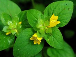 �����_�����Ĺ�Ч|�÷�����