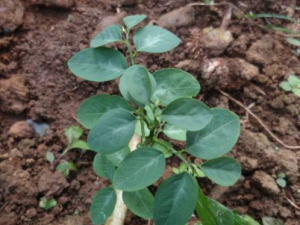 ����Ҷ_����Ҷ�Ĺ�Ч|�÷�����