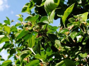 ����Ҷ��ʵ�Ĺ�Ч������ ����Ҷ��ʵ���÷�����