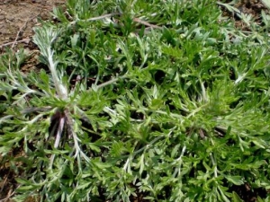 ��µĹ�Ч������ ��µļ��𷽷�