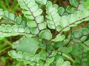 �ڹ�ާ_�ڹ�ާ�Ĺ�Ч|��������