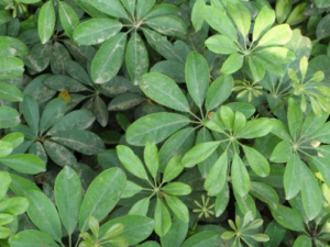 �ڷ���_�ڷ��ٵĹ�Ч|��������