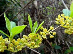 ������Ƥ�Ĺ�Ч������ ������Ƥ�ĸ�������